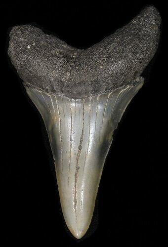 Large, Fossil Mako Shark Tooth - Georgia #42273
